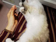 -屋虎猫馆(宝安大仟里店)