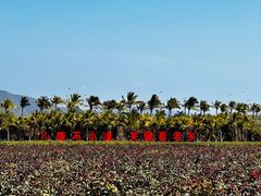 -亚龙湾国际玫瑰谷