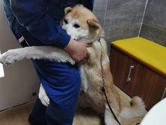 -美联众合宠物医院·爱萌分院·内外科·猫科中心