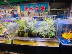 -曲阳花鸟市场(曲阳路店)
