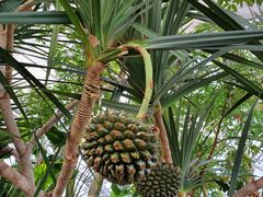 -北京植物园-展览温室