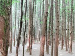 -山王坪喀斯特国家生态公园