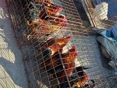 -蒲河大集
