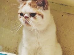 -猫小院猫主题咖啡厅(北锣店)