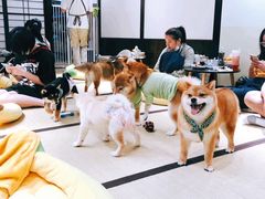 -逗柴咖啡屋·狗咖猫咖宠物桌游