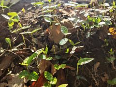 -上海佘山国家森林公园天马山园