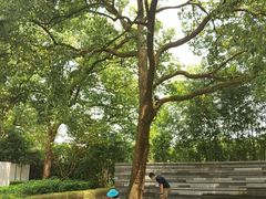-九里云松·天香餐厅