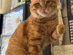 -平行世界·猫咖(首经贸店)