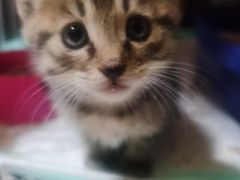 -中农大我爱我爱动物医院·核磁CT·猫病·24小时夜诊中心(石佛营店)