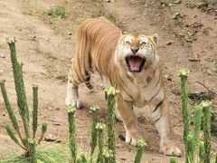 -西霞口神雕山野生动物世界