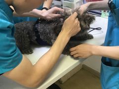 -创凡宠物医院·骨专科  猫科中心(西乡分院)