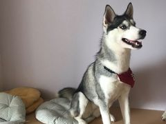 -Husky Go! 哈士奇体验馆·宠物咖啡厅狗咖