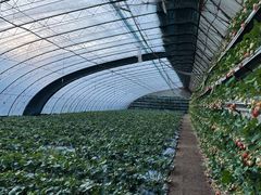 -大自然农场蔬菜草莓采摘园