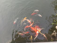 -杭州西湖柳莺里酒店