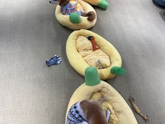 -逗柴咖啡屋·狗咖猫咖宠物桌游