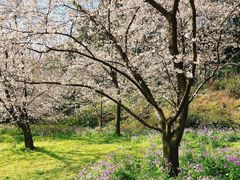 -苏州上方山国家森林公园
