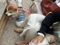 -J Create城市露营咖啡·简餐·宠物(上海动物园店)