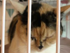 -Cappucimeow猫咪咖啡馆(韦伯时代店)