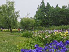 -上海共青森林公园