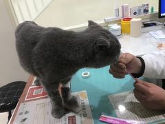 -子乐宠物医院