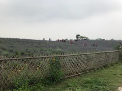 -大塘金香草谷