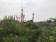 -九里河湿地公园
