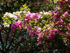 -深圳国际园林花卉博览园