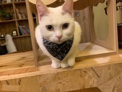 -猫色咖啡·猫咖