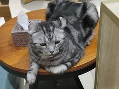 -藏猫猫咖啡主题馆(中央大道店)