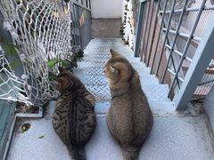 -喵屿·大理花园猫咖