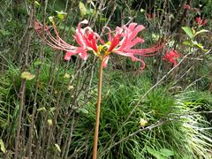 -上海市龙华烈士陵园