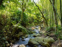 -深圳仙湖植物园