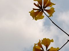 -香蜜公园