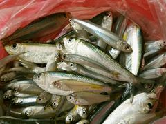 青鳞鱼、白浪仔-大天然酒店(军民路店)