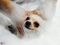 -MOLLY'S萌宠生活馆