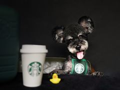 -读宠于你·约克夏比熊·睫角守宫·爬宠售卖(高新店)