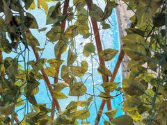 -柴犬高等学院·狗咖·柴犬售卖·宠物训练