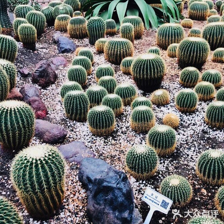 成都攻略 | 网红植物打卡地-成都市植物园🌵