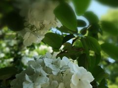 -上海滨江森林公园