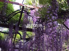 -嘉定紫藤园