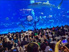 -烟台海昌鲸鲨海洋公园