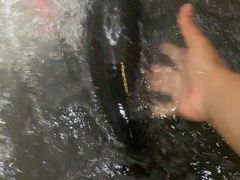 -金三可市井水煮鱼(金碧园店)