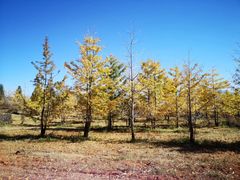 景点-腾冲北海湿地