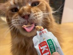 -藏猫猫咖啡主题馆(中央大道店)