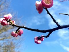 -上海滨江森林公园