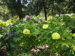 android_upload_pic-景山公园