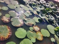 -蒲河岛湿地公园