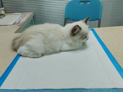 -莘程宠物医院(金山店)