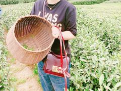 -阿巧茶庄