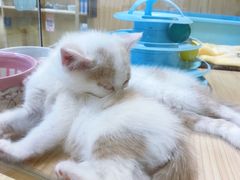 -屋虎猫馆(宝安大仟里店)